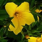 Linum flavum Flower