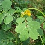 Senna obtusifolia पत्ता