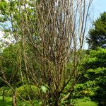 Broussonetia papyrifera Агульны выгляд