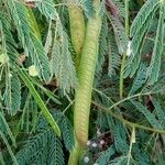 Leucaena leucocephala Plod
