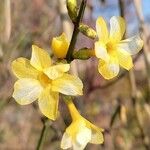 Jasminum nudiflorumFlors