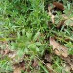 Galium verrucosum Blad