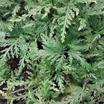 Selaginella moellendorffii Leaf