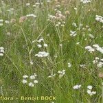 Oenanthe globulosa Habit