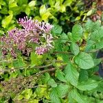 Syringa josikaea Flower