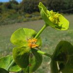 Euphorbia biumbellata Fleur