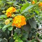 Lantana aculeata Flors