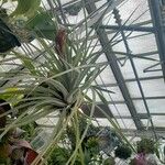 Tillandsia fasciculata ᱛᱟᱦᱮᱸ