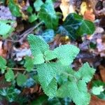 Teucrium scorodonia Blatt