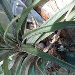 Tillandsia roseoscapa Leaf