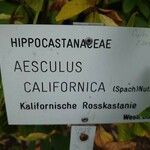 Aesculus californica Egyéb
