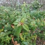 Cistus populifolius Likasa