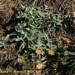 Centaurea jordaniana 形態