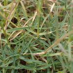 Dianthus graniticus Fuelha