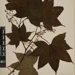 Acer campbellii Kita