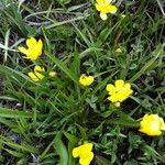 Ranunculus alismifolius Habit