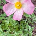 Cistus parviflorus പുഷ്പം