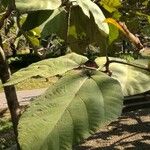 Ficus auriculata ᱥᱟᱠᱟᱢ