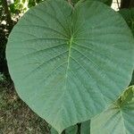 Stictocardia tiliifolia Blatt