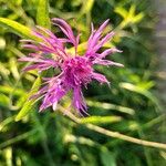 Centaurea phrygia Цветок