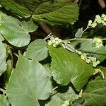 Briquetia spicata Habitat