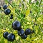 Jasminum fruticans Fruit