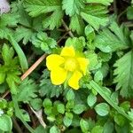 Potentilla indicaŽiedas