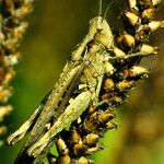 Plantago major Плод