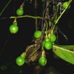 Ocotea leucoxylon Fruit