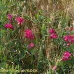 Lathyrus tuberosus ശീലം
