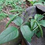 Vigna radiata Levél
