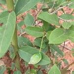 Capparis brevispina