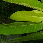 Perebea guianensis Hoja