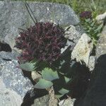 Rhodiola integrifolia Ffrwyth