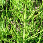 Equisetum arvense Leaf