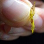 Specklinia microphylla 其他