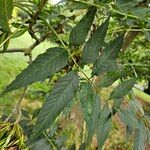 Fraxinus excelsior 葉