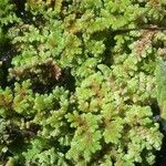 Azolla filiculoides Blad