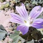 Malva multiflora Λουλούδι