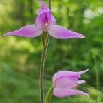 Cephalanthera rubraÕis