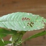 Quiina guianensis 葉