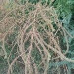 Amaranthus palmeri Ffrwyth