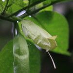 Quararibea parvifolia Kvet