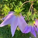 Dahlia imperialis Blomma