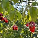 Euonymus verrucosus Fruit