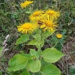 Inula magnifica Blodyn