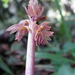 Corallorhiza striata Lorea