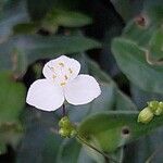 Gibasis geniculata Blüte
