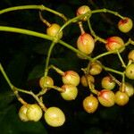 Chrysochlamys glauca Fruto
