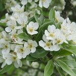 Pyrus nivalis Fleur